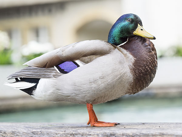 Ente PM_20130423_132211_L1000708